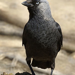 Dohle (Jackdaw, Corvus monedula)