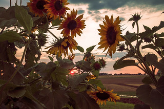 Sunburst and sunflowers
