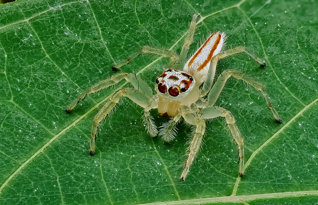 Salticidae, Telamonia spec. / Springspinne - jumping spider, Thailand, Khao Lak, Baan Krating Resort
