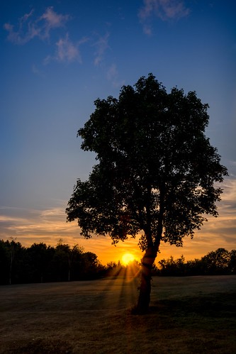 thurnham summer nikon d7100 topazclarity maidstone sun tree tamron1024f3545diiivchld bearstedgolfcourse kent sunset clouds england