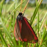 Jakobskrautbär (Cinnabar Moth, Tyria jacobaeae)