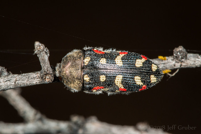 Metallic Wood-boring Beetle (Acmaeodera gibbula)