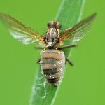 Fliegentöter (Fly Killer, Entomophthora muscae)