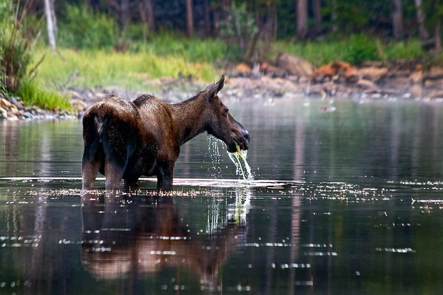 Hungry Moose