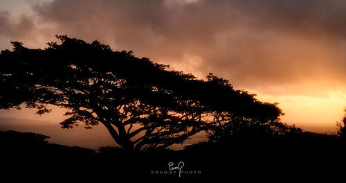 ernogy maui sunrise silhouette hawaii tropical ocean pacific hi kapalua dawnpatrol glow orange pancakelens 40mm canon nikon sony monkeypodtree