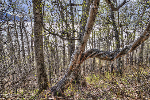 5-12-18- 3849_50_Birch Forest on TA Trail in Spring-flickr