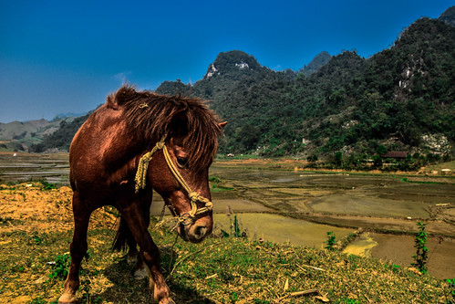 Vietnam | by Yadah_v