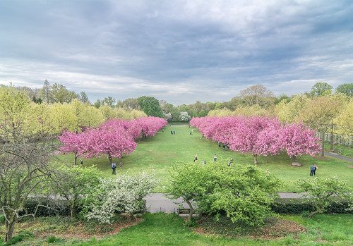 Cherry Esplanade, Brooklyn Botanic Garden | Noel Y. Calingasan ...