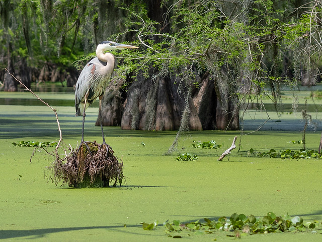 Blue Heron fishing in the swamp.jpg