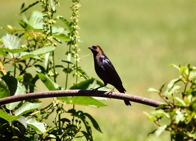 Brown-headed Cowbird at Ardenwood