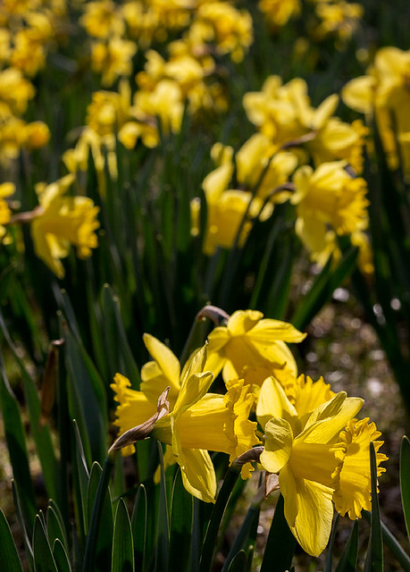 Daffodil bed