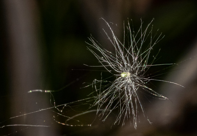 Dandylion sed in a spiders web