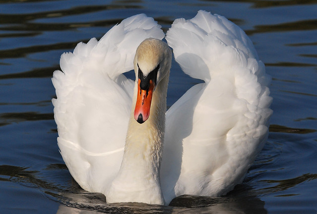 Adult male mute swan (Cygnus olor) threat posture