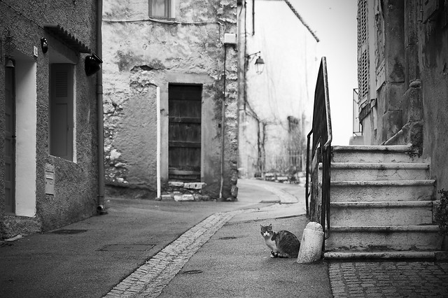 Street Cat