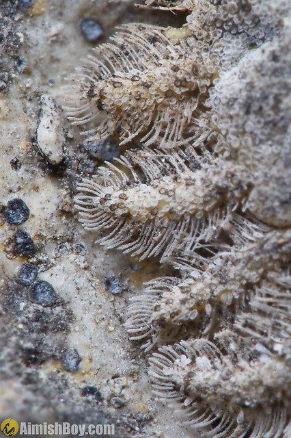 Owlflie (Ascalaphidae) larva and it's amazing camouflage