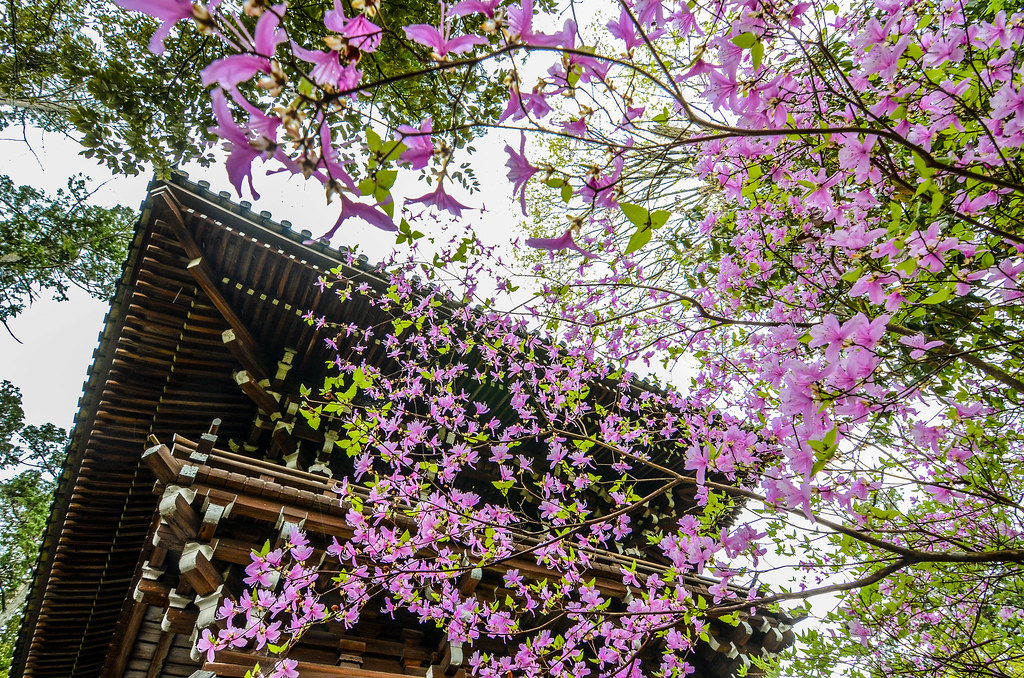 Cherry blossoms roof Nanzen-ji