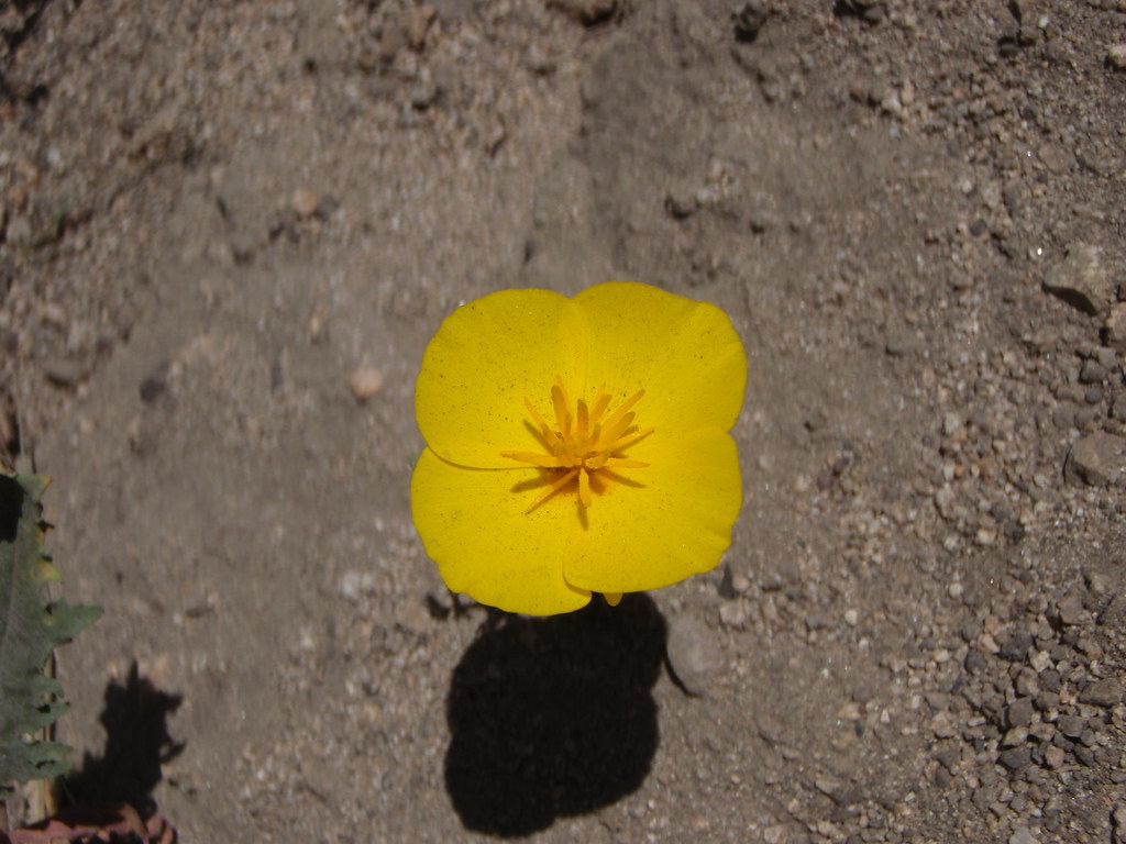 Eschscholzia caespitosa (Tufted poppy)