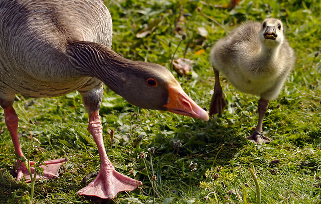 Mother Goose with gosling.