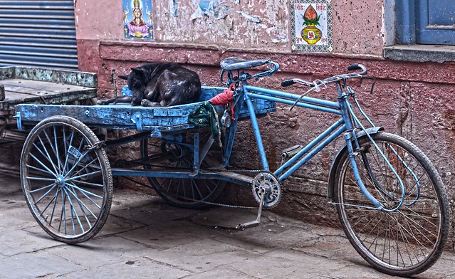 Doge Bike Varanasi DSC_8284