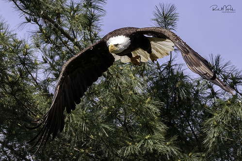 birdphotography landscape life nature wildlife wildlifephotography animals bird photography eagle baldeagle tree flight flying