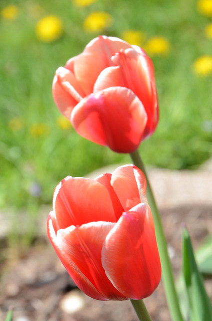Two Red and White Tipped Tulips, May 5, 2018 test 9 full