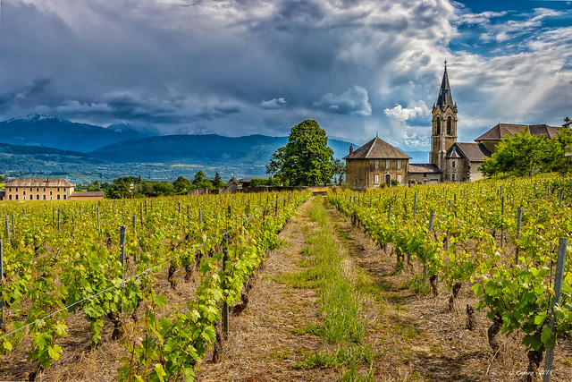 Vignoble de la combe de Savoie  (Savoie * 05/2018)
