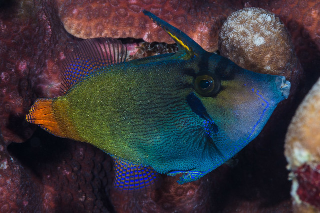 Blackbar Filefish - Pervagor janthinosoma