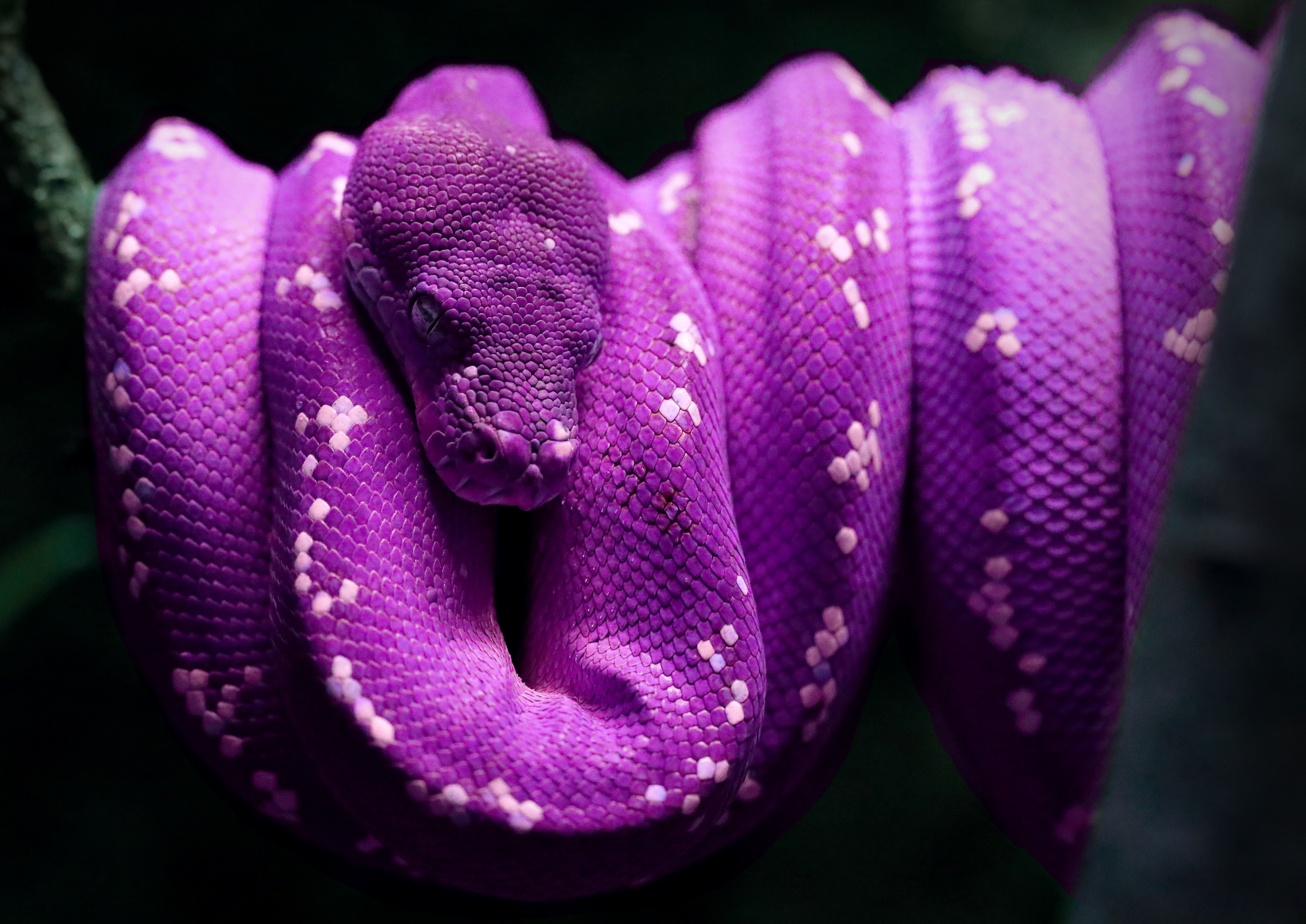 Какой цвет змеи 2025. Питон змея. Фиолетовая змея. Фиолетовые змеи. Красивые фиолетовые змеи.