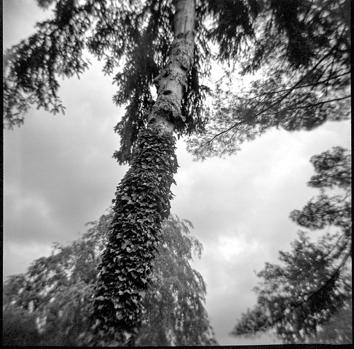 lookingup treetops treetrunk ivycovered asheville northcarolina dianaf kodaktmax400 ilfordilfosol3developer lomography 120 film 120film mediumformat blackandwhite monochrome monochromatic landscape