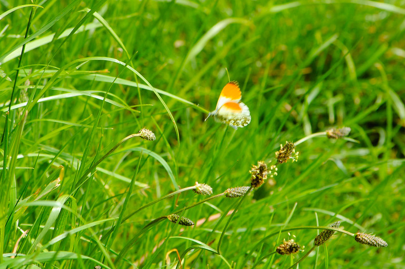 Orange tip butterflies, preparing to mate