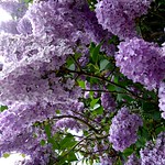 Lilac Time.