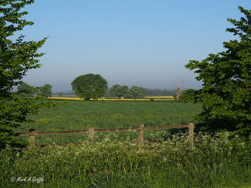 Oilseed Rape fields | by mark.griffin52