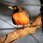 Buddy Icon