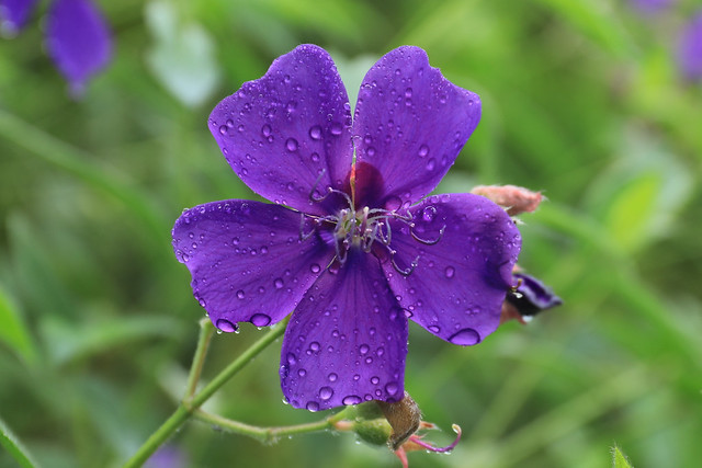 Gotas de lluvia sobre la flor / Raindrops over the flower