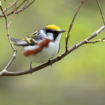 Warbler, Chestnut-sided Chestnut-sided warbler, Beaver Creek Valley State Park