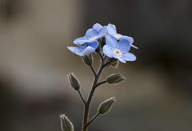 its springtime - pale blue forget-me-not flowers in a Honfleur garden, Honfleur, Calvados, Normandy, France