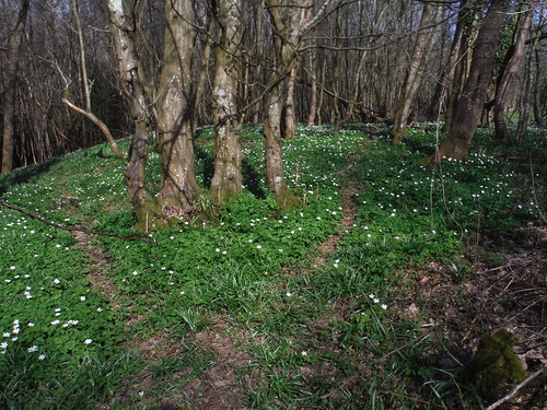 Wood Anemones in Sandpits Wood, Horsted Keynes SWC Walk 27 - East Grinstead to Wivelsfield or Sheffield Park