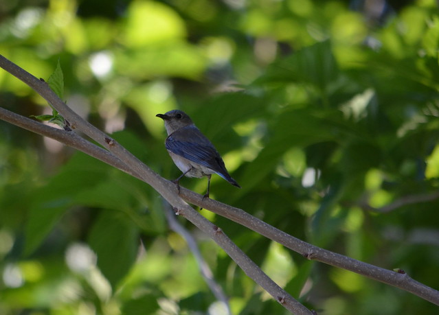 Female Western Bluebird