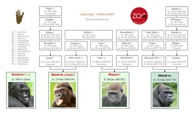 Gorilla Family - Antwerp (2018)