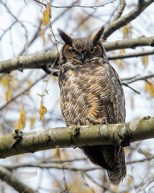Great Horned Owl 5_7