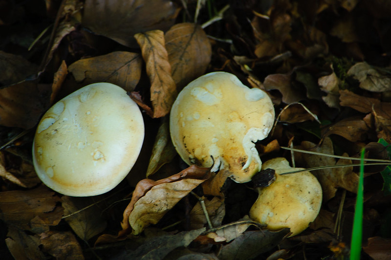St George's mushroom, Bantock Park