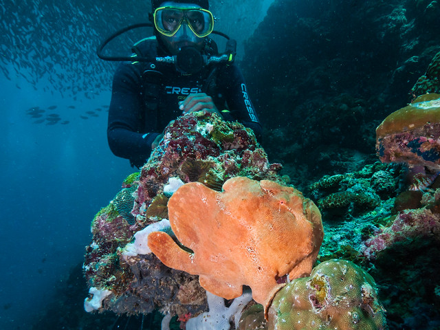 Manuel and The Frogfish