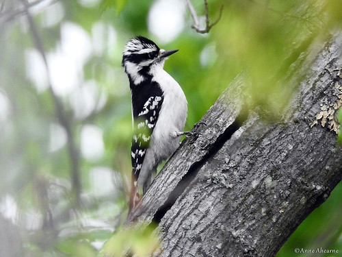 Female Downy Woodpecker | by Anne Ahearne