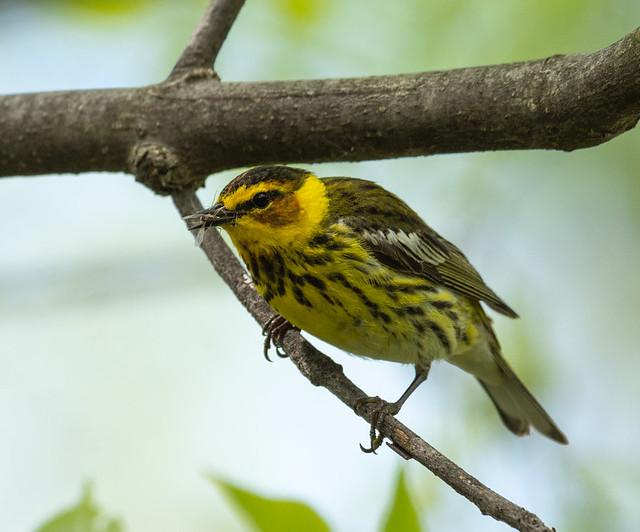 Snacktime for a Cape May Warbler2