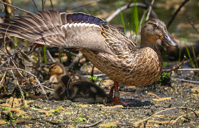 Happy Mother's Day     .......Banded Mallard mother Madrona Marsh Torrance California 057