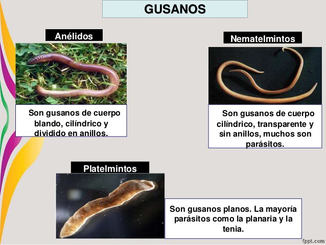 Clasificación de Gusanos | Los gusanos se pueden dividir en … | Flickr