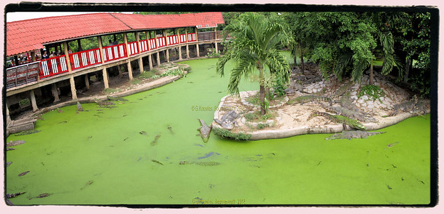 Samut Prakan Crocodile Farm & Zoo in October 2013,  555 Thanon Thai Ban, Pak Nam, Samut Prakan, Samut Prakan Province, 10270, Thailand.