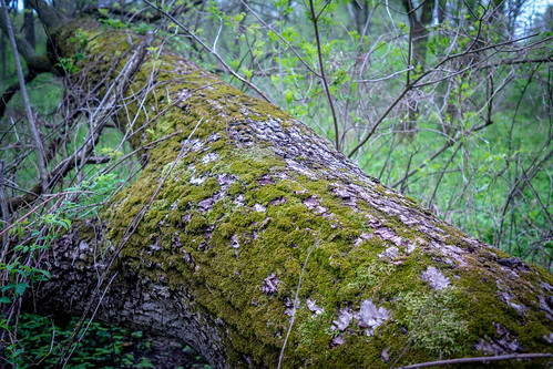 jacksoncounty iowa rural fungus moss green leicax2 leica