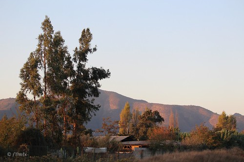chile regiónmetropolitana zonacentral elmonte árbol tree atardecer sunset cordilleradelacosta