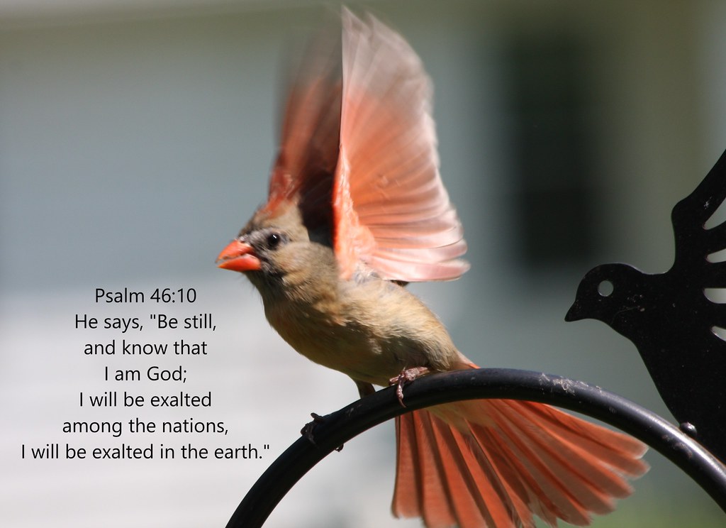 Female Northern Cardinalindiana State Bird Psalm 4610 - 